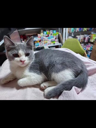 只有困了的时候才能安静下来,你家猫咪也这样吗?#治愈猫咪