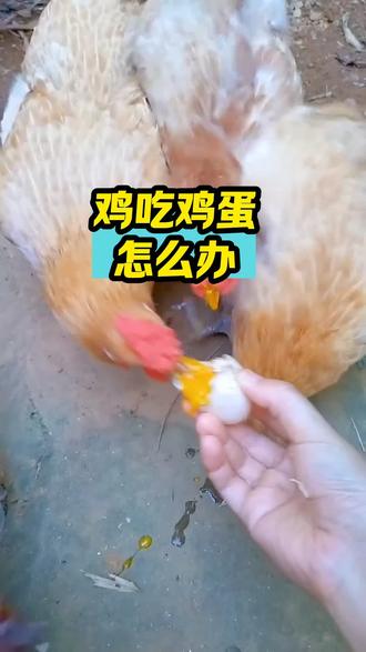 鸡吃鸡蛋怎么办#养鸡#散养土鸡#鸡吃鸡蛋#养鸡助手 #三农