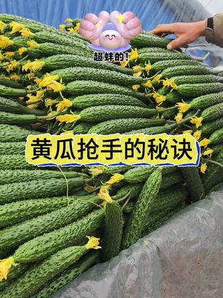 黄瓜膨果快,瓜条直溜,想高产就冲这个大黑瓶#黄瓜种植技术#黄瓜高产种植#瓜啦啦
