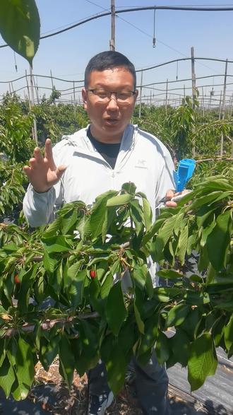 市场开了几天了,早熟樱桃中,齐早不论个头、口感还有价格在同期成熟樱桃中都算佼佼者。#大樱桃