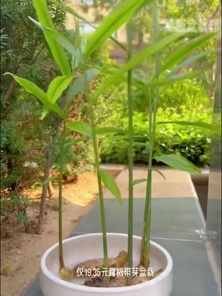 禄根带芽好养灵草不当生姜种苗种植植物办公室桌面小绿植禄根盆栽#好物推荐🔥