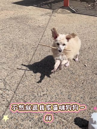 猫咪狗狗养的好,维生素很重要#科学养宠攻略 #宠物复合维生素 #萌宠好物 #宠物维生素 #萌宠好物