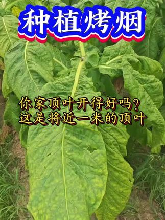 #烤烟种植技术与管理 #烤烟助农晓雨 #抖音助农#三农#农业