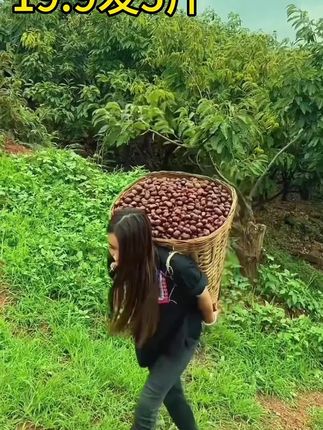 新鲜头茬大号板栗大丰收了,给您便宜发满满一大箱,还都是果王发货#板栗#新鲜采摘#粉糯香甜