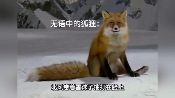 视频懒得做,大家就当小说听吧,也可以点击右下角听一下我精选的音乐#狐狸#邵氏#搞笑反转#雪山救狐#酱板鸭