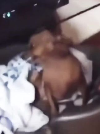 #萌犬 #吉娃娃