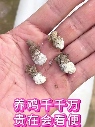 #养鸡#养鸡人#三农#养殖