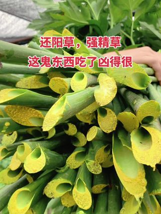 #种植#强精草 #还阳草 #查尔酮#盆栽 还阳草强精草神仙草查尔酮