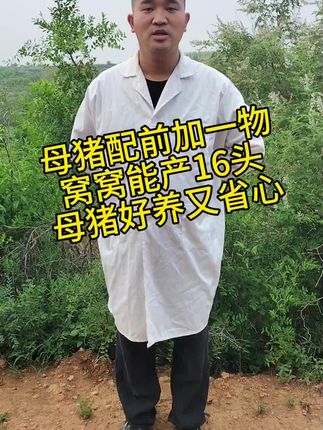母猪配前加一物,窝窝能产16头,母猪好养又省心#三农#养猪#养殖#养猪人#农村养猪人