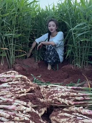 无筋无丝的竹根姜,所见即所得,现挖现发,全国各地包邮到家