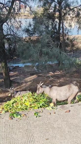 那些山羊该怎么处理?