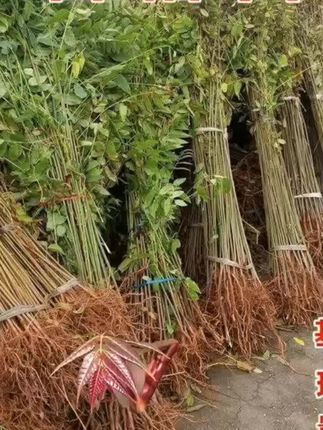 红油香椿苗树绿油香椿树苗产量高四季食用椿树苗盆栽地栽香椿树苗#红油香椿树苗