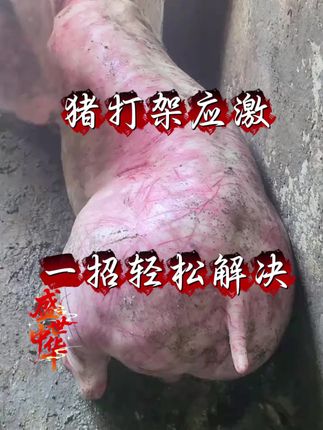 猪打架应激,不要慌,教你一招轻松解决#养猪人 #养猪人加油干 #支持三农助力三农 #猪病技术 #猪病小知识