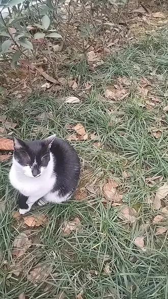 流浪猫黑白还是一个人吃独食,小黑还是在旁边不吃,怎么办?#流浪动物救助 #流浪猫#流浪猫领养 #