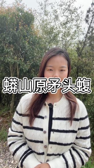 价值百万的珍稀毒蛇#蛇中大熊猫 #蟒山烙铁头 #蛇类科普
