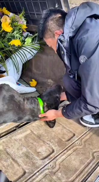 大可乐,去找夏天.锅巴.黑豹.连杆吧,晚安大可乐😭😭😭看到锅盖和佛山送你,眼泪止不住的流#西北刀客可乐 #西北刀客