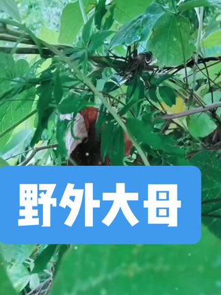 今年野生蝈蝈个头儿真不错👍#鸣虫文化 #蝈蝈#男人的玩具#虫具#野采