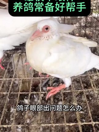 #鸽子#飞禽#单眼棒#单眼伤风