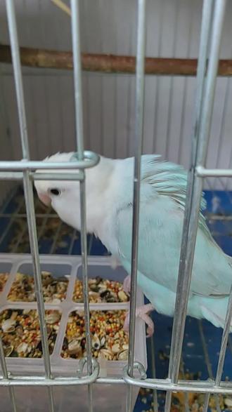 白闪牡丹鹦鹉配对方法#萌宠 #牡丹鹦鹉 #手养牡丹鹦鹉 #萌宠出道计划 #紫伊莎