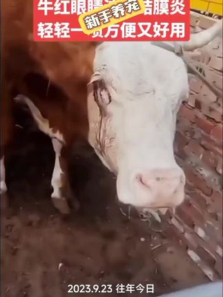 #牛羊养殖 #三农养殖 #养殖小知识 #强烈推荐