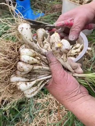 这是农家露天种植的新鲜藠头,个头饱满,去须去叶,现挖现发,炒肉腌制凉拌都超好吃#藠头可以和什么一起泡 #超好吃#万物皆可种草#藠头腌制方法 #藠头 @DOU+小助手 @DOU+好生意 @DOU+上热门