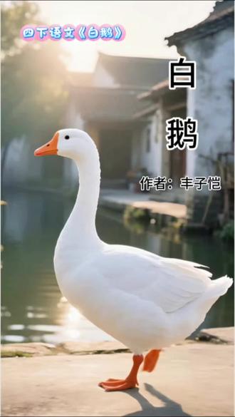 四年级下册语文第15课《白鹅》作者丰子恺#原创视频创作者 #学习#语文#四年级#亲子