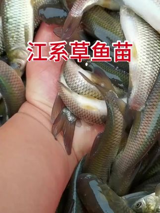江系草鱼#三农 #新农人计划 #水产养殖 #草鱼#鱼