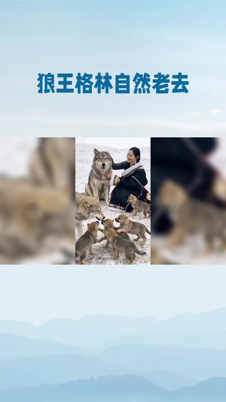 “狼王格林,自然老去,它的故事如《狼图腾》般震撼人心。野生动物的传奇,值得我们每个人铭记。🐺✨ #野生动物保护 #动物科普”
