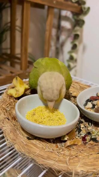 鹦鹉可以长期吃小米和大米吗?#鹦鹉小白 #鹦鹉日常 #手养牡丹鹦鹉 #养鸟 #鹦鹉