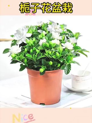 #栀子花盆栽 #盆景栀子花 #栀子花带花苞盆栽 栀子花盆栽花卉绿植室内浓香树苗四季好养常年开花水培植物茉莉花#栀子花盆 #海岛栀子花盆景