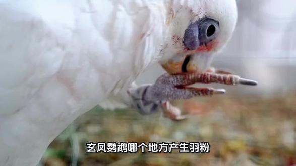玄凤鹦鹉羽粉的形成 #鸟类保护 #鹦鹉知识 #鹦鹉百科 #玄凤鹦鹉#鹦鹉羽粉