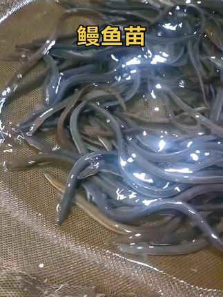 老铁们看过来!这波鳗鱼苗成活率95%↑#鳗鱼苗#花鳗鱼#河鳗鱼#渔场直发