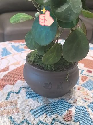 #绿植 #家庭养花 #绿植盆栽 #爱生活爱养花 #室内绿植