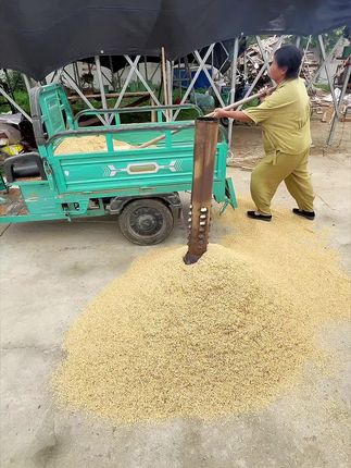 我们家都是现烧现卖的稻壳炭,产量少但是品质好呀#稻壳炭#草木灰#稻壳炭养花好处多多#发酵稻壳
