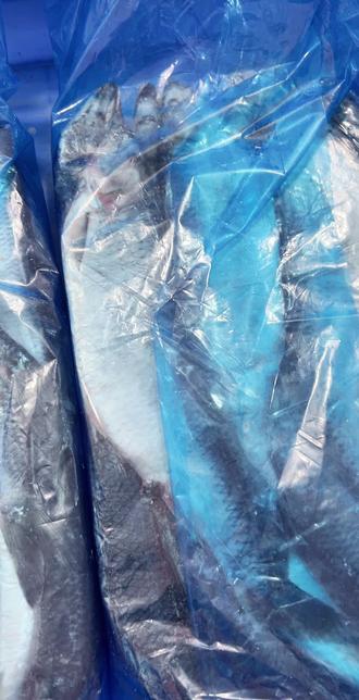 深海青鱼也叫沙丁鱼肉质鲜嫩口感绝绝子!#深海青鱼 #沙丁鱼 #鲱鱼 @DOU+小助手 @抖加🔥上热门🔥dou+🔥热点宝 @抖加上热门