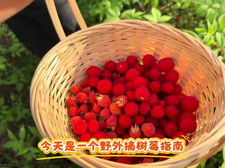 今天是一个野生树莓采摘指南 树莓好吃,小朋友爱吃!今天去摘一点树莓,顺便帮大家整理一下采摘需要注意哪些问题!!
一、辨别树莓
成熟果鲜红/深红,空心、果肉柔软,枝条带细刺;避开实心、紫黑、无刺野莓(如蛇莓,勿食用
二、必备装备
长袖长裤、高帮鞋、薄手套(防刺),浅口篮/保鲜盒(忌塑料袋),驱蚊液、手机定位。
三、安全须知
不去偏僻深山、农药区、保护区;远离蜂窝、草丛蛇虫;不私挖乱折,保护植被。
#野生小红果 #覆盆子 #树莓 #野外美食 #野果