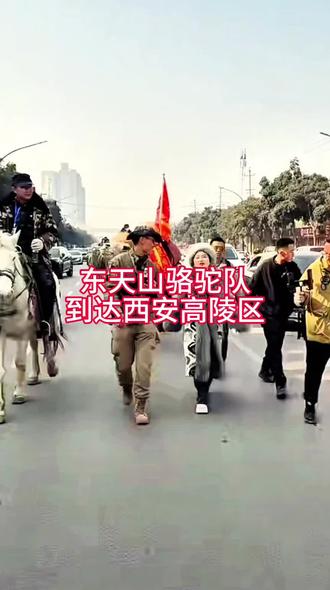 #东天山来的骆驼队 到西安高陵区了,新疆哈密巴里坤舞蹈跳起来#蒋队长#西域骆驼,#@D0U十小助手
