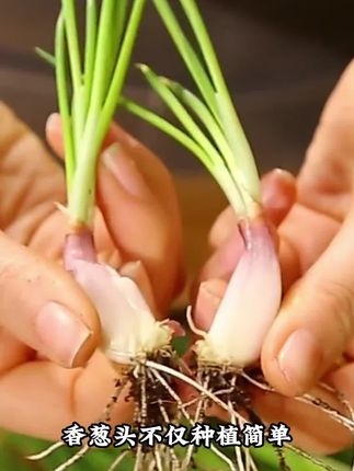 红葱头种四季葱头干新鲜葱头花盆栽红葱头种四季香葱火葱种子葱头#好物分享 #三农种植 #好物推荐 #三农 #农村生活