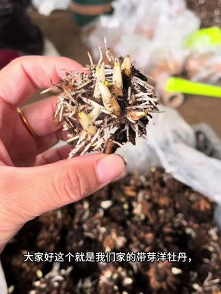 带芽洋牡丹现在可以栽种了!耐寒抗冻,花量大好看又好养!#洋牡丹的养护方法