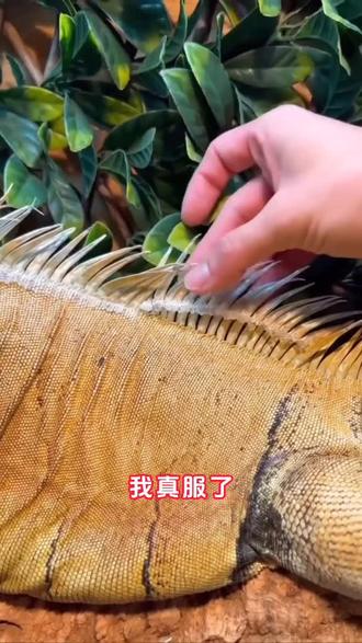 岁健元森+红牛 60芬嗱下