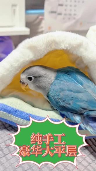 纯手工牡丹鹦鹉大平层,超暖和#真实生活分享官 #牡丹鹦鹉日常