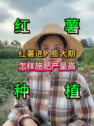 红薯第一次膨大期,该怎样管理才能又大又均匀#红薯种植 #红薯高产 #红薯施肥 #种植小技巧 #地下根茎膨大宝 @抖音小助手 @抖加🔥上热门🔥dou+🔥热点宝