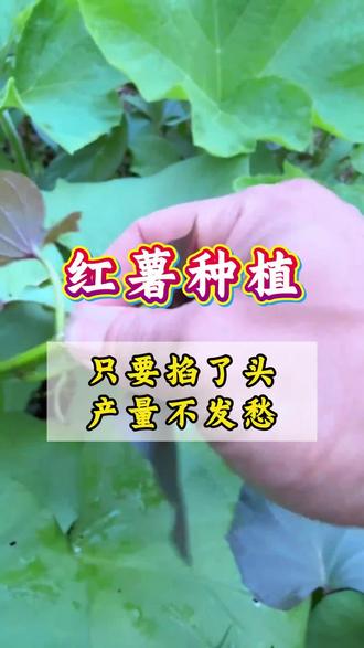 只要掐了头 产量不用愁 #红薯 #红薯种植 #红薯苗 #三农