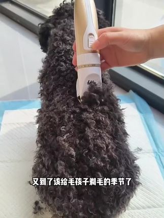 宠物剃毛器#宠物用品 #宠物修剪#科学养宠#萌宠好物