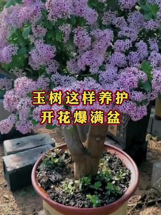#三农#种花#养花#种植小技巧