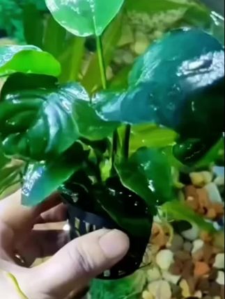 水族箱里的小巴榕水草,绿意盎然,生机勃勃~为鱼缸增添一抹自然色彩!#小巴榕水草 #水族箱绿植