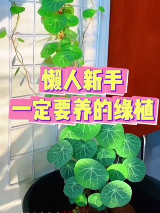 #种植 #懒人乌龟 新人懒人,不会种的,太适合种植这种山乌龟了, #绿植 #爬藤植物