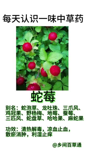 野外红果蛇莓,有小毒一定要分清
#实用信息分享计划 每日一味中草药科普,带你认识野外常见植物蛇莓,讲解性味功效、食用禁忌,教你野外准确辨识本草,传承中医草本文化。#养生知识分享 #养生知识科普 #蛇莓 #中草药知识