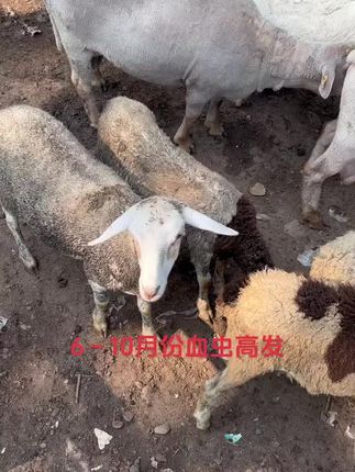 #自繁自养#养羊人