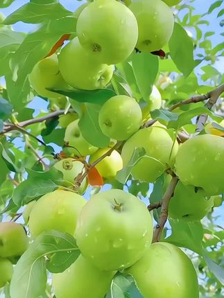 小时候的味道你还记得吗?是阳光和青春的味道,在你的记忆里是否有青苹果~#青苹果 #丰收的季节硕果累累 #你们吃过吗 #新鲜应季水果 ”